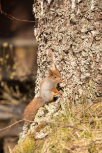 Young Eurasian Red Squirrel (Sciurus vulgaris) baby sitting on the Birch Trunk, Springtime, Finland Young Eurasian Red Squirrel (Sciurus vulgaris) baby sitting on the Birch Trunk, Springtime, Finland